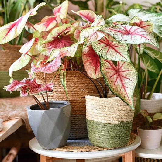 Gardenera Caladium Plant Potting Soil - All-Natural Blend for Thriving Caladium Plants - Boosts Root Health and Foliage - 10 Quart