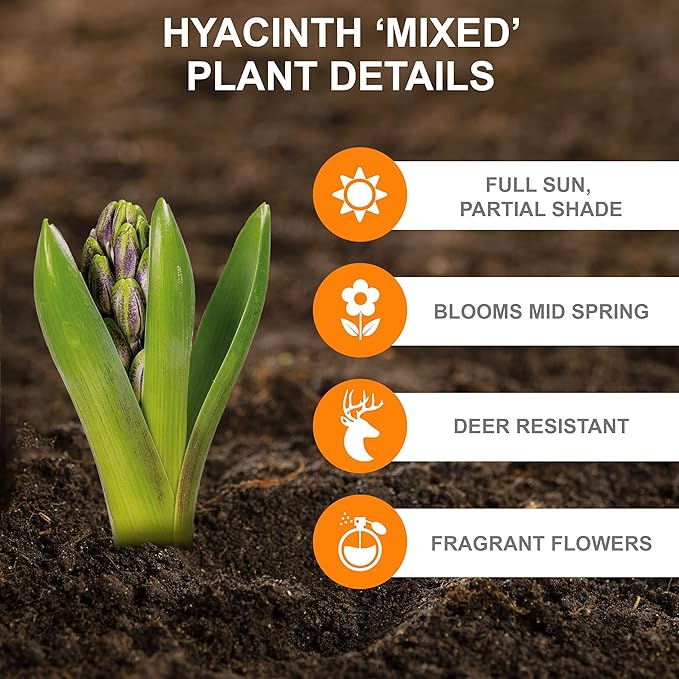 Garden State Bulb Giant Mixed Hyacinth Flower Bulbs, 15/16cm, Fragrant, Fall Planting (Bag of 50)