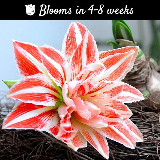 Easy to Grow Amaryllis Dancing Queen 1 Plant Bulb - Salmon & White Double Flowers Indoor Winter Holiday or Spring Outdoor Blooms