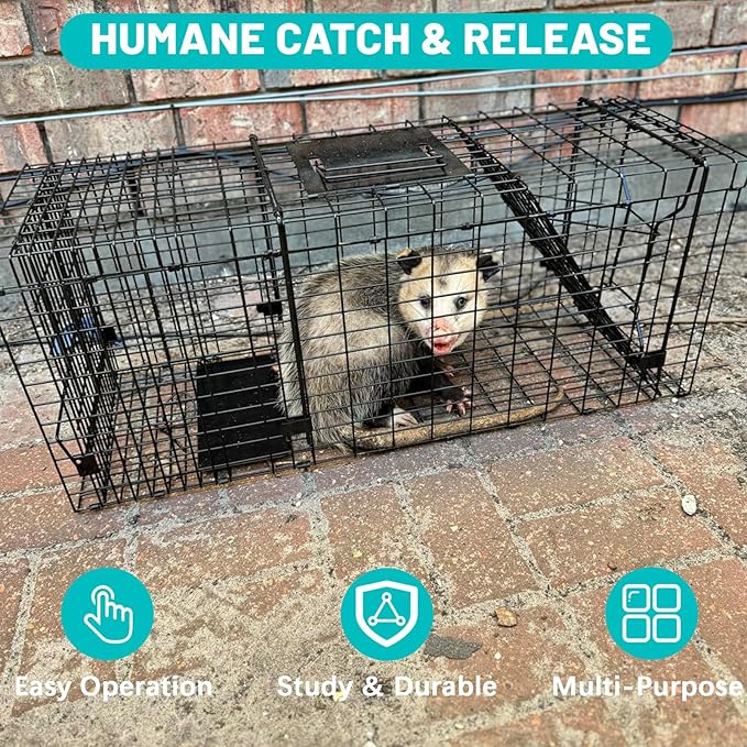 Live Humane Animal Trap, 32" x 11" x 12" Heavy Duty Humane Animal Cage Trap Catch and Release, Foldable Cat Trap for Stray Cats, Raccoons, Groundhogs, Opossums, Armadillos, and Similar-Sized Animals