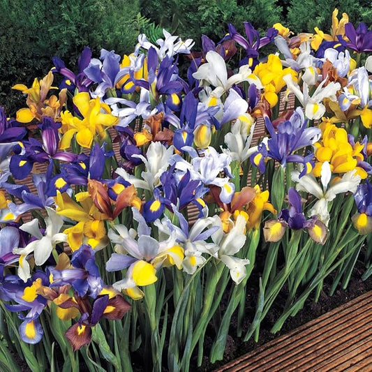 BRECK'S - Dutch Iris Spring Flowering Dormant Bulb Mixture - 25 Bulbs per Offer