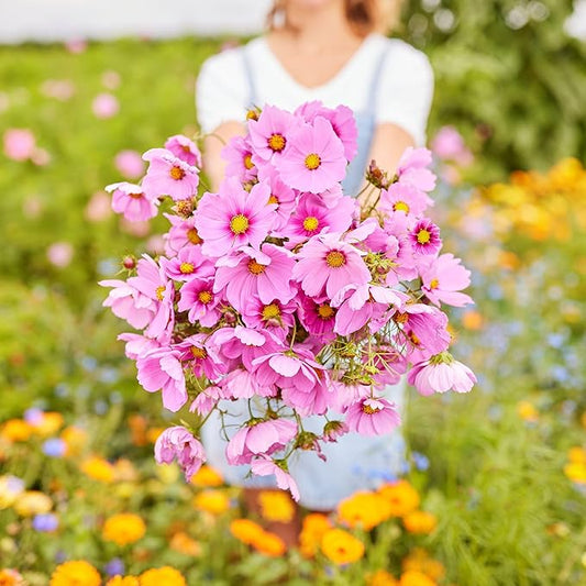 Eden Brothers Cosmos Seeds - Gloria