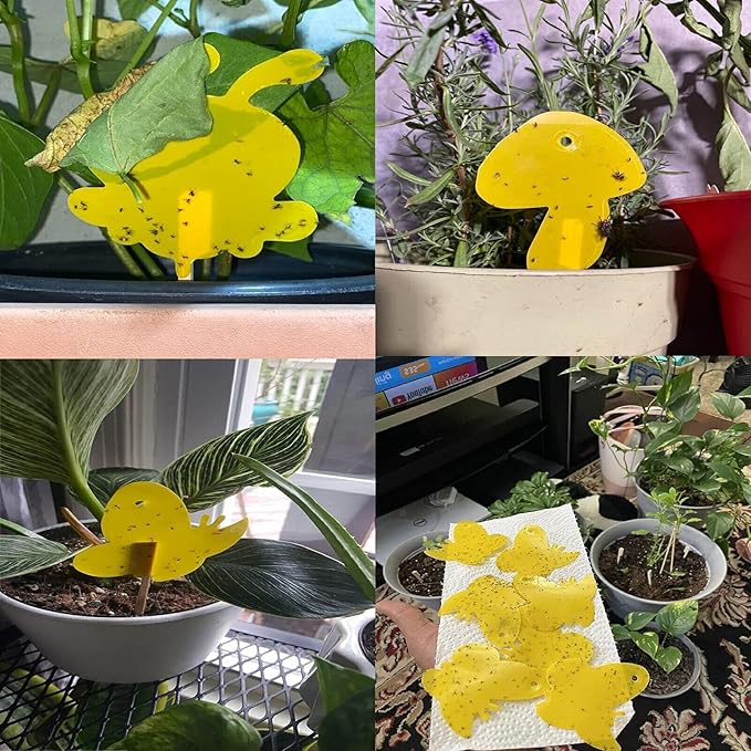 48 Pack Gnat Traps for House Indoor, Sticky Traps for Gnats Fruit Fly Traps for Indoors Plant Gnat Killer Indoor, Gnat Trap Fungus Gnat Sticky Trap Flies Bug Plant Trap