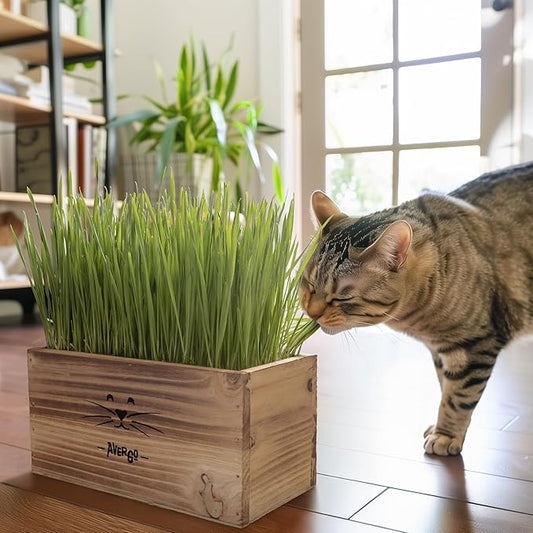 Cat Grass Kit for Indoor Cats – x4 Seed Packets | Cat Grass Seeds with Wooden Planter, Soil & Mini Gardening Tools for Nipping – Pet Wheatgrass Grass