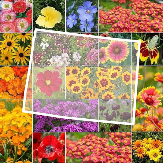 Eden Brothers Wyoming Wildflower Mixed Seeds for Planting, 1 lb, 480,000+ Seeds with Cornflower, Yarrow | Attracts Pollinators, Plant in Spring or Fall, Zones