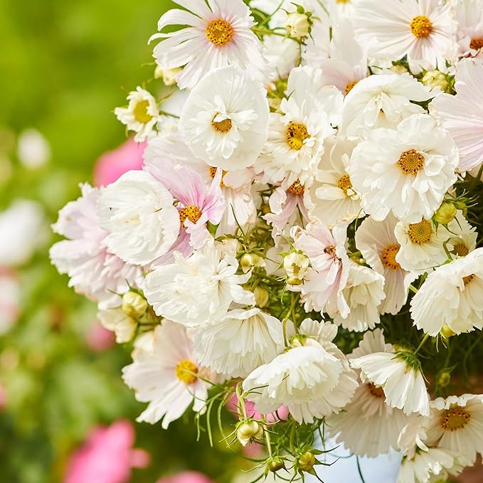 Eden Brothers Cosmos Seeds - Cupcake Blush