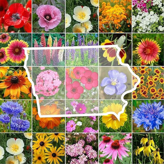 Eden Brothers Iowa Wildflower Mixed Seeds for Planting, 1 lb, 480,000+ Seeds with Cornflower, Candytuft | Attracts Pollinators, Plant in Spring or Fall, Zones