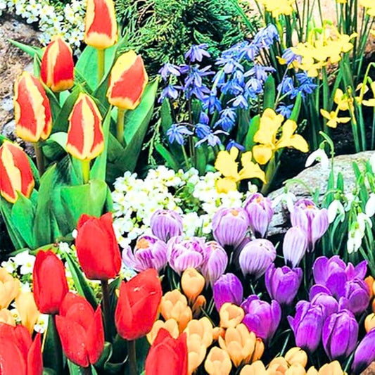 Flower Bulbs for Fall Planting, Top-Size Bulbs with 5 Varieties for Colorful Spring Blooms, Continuous 50 Days of Colorful Blooms (Mixed Flower Bulbs)
