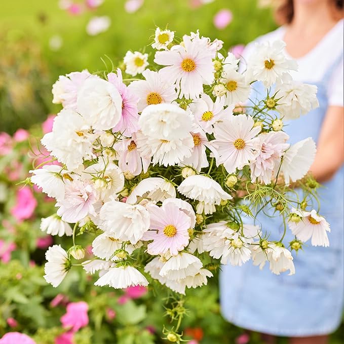 Eden Brothers Cosmos Seeds - Cupcake Blush
