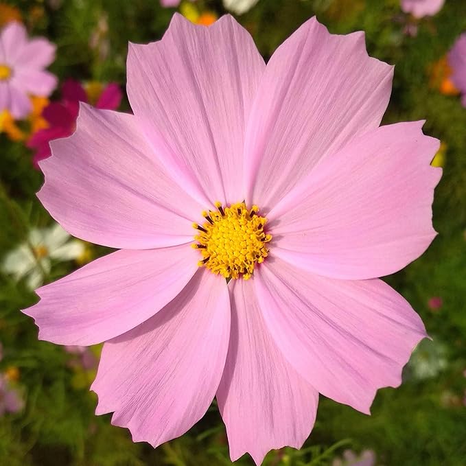 Eden Brothers Cosmos Seeds - Pinkie