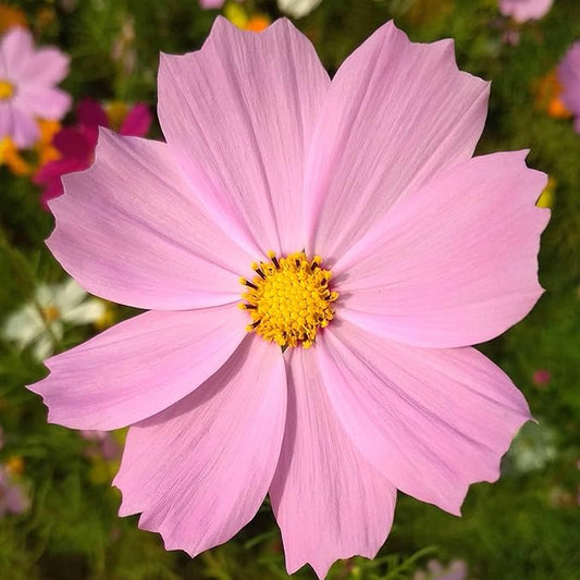 Eden Brothers Cosmos Seeds - Pinkie