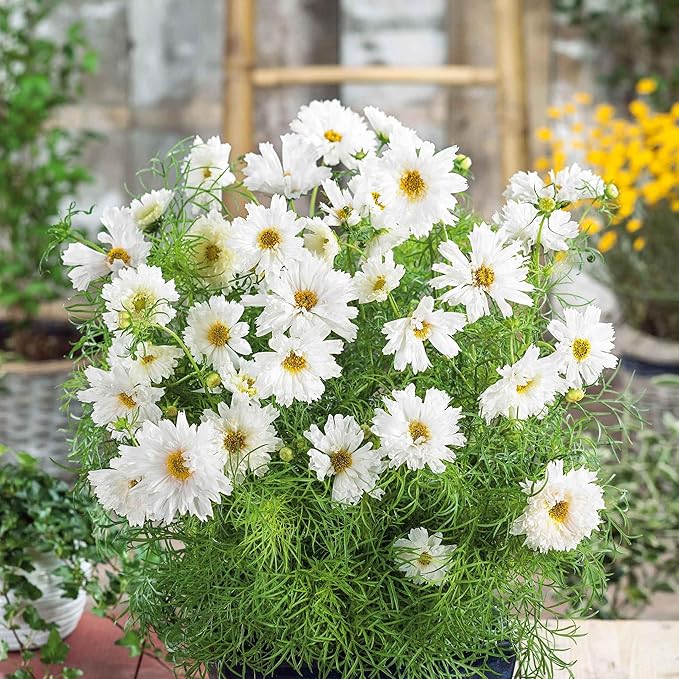 Eden Brothers Cosmos Seeds - Double Click White Knight