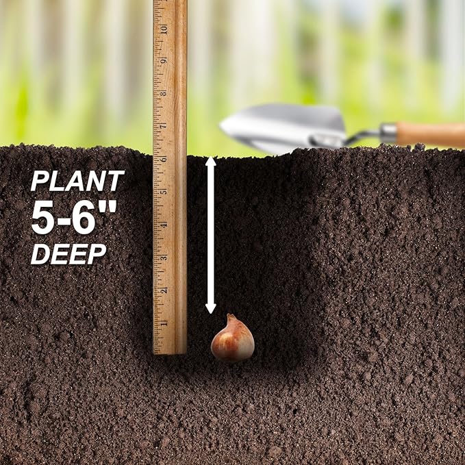 Garden State Bulb Amazing Blend Double Mix Tulip Flower Bulbs, 12/+ cm, Fall Planting (Bag of 50)