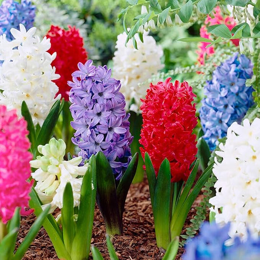 Garden State Bulb Giant Mixed Hyacinth Flower Bulbs, 15/16cm, Fragrant, Fall Planting (Bag of 100)