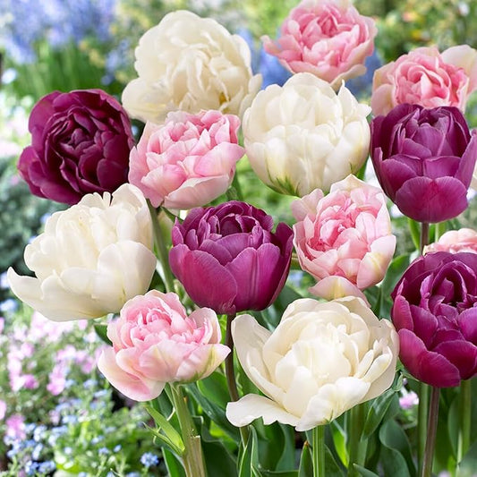 Garden State Bulb Double Late Double Dutch Mix Tulip Flower Bulbs, 12/+ cm, Fall Planting (Bag of 25)