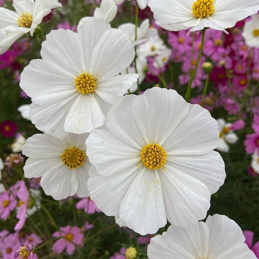 Eden Brothers Cosmos Seeds - Purity