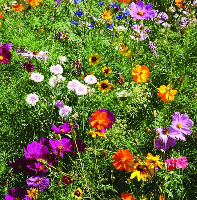 Bentley Seed Co. Thank You Packet - Butterfly Pollinator Mix - 25 Seed Packets - Perfect Eco-Friendly Thank You Gift - Non GMO Seeds, Purple