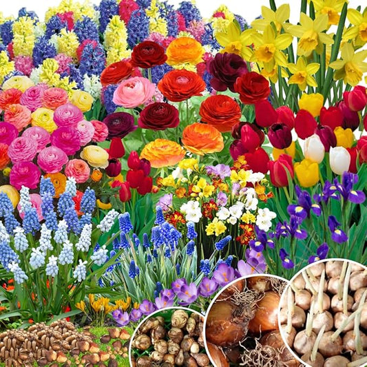 Flowers Bulbs for Fall Planting, Perennial Flower Bulbs, Early Spring Flower to Plant Outside, Colorful Blooms Groundcover Bulbs, Top Size (Multicolor)