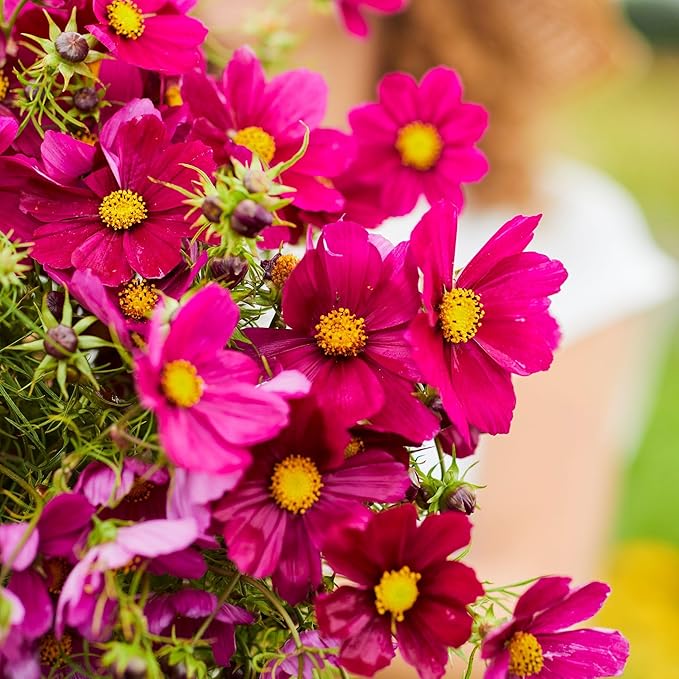 Eden Brothers Cosmos Seeds - Dazzler