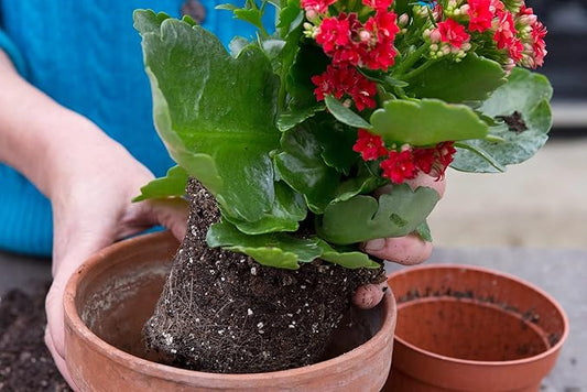Gardenera Kalanchoe Plant Premium Potting Mix - 10 Quart - Optimize Growth with Natural Ingredients (2 Bags of 5 Quart)