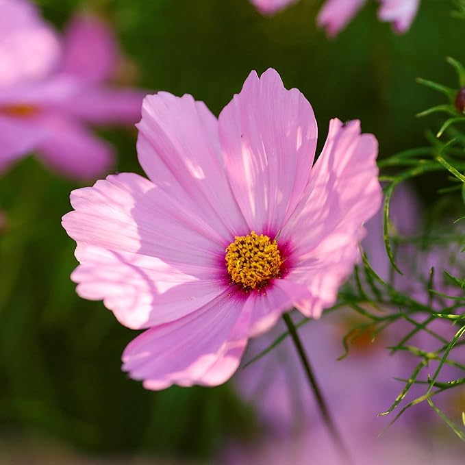 Eden Brothers Cosmos Seeds - Gloria