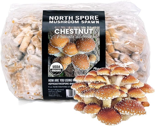 North Spore Organic Chestnut (500 ct) Mushroom Plugs for Logs | Premium Quality Mushroom Plug Spawn | Handmade in Maine, USA | Grow Gourmet Mushrooms Outdoors on Logs | Pholiota adiposa