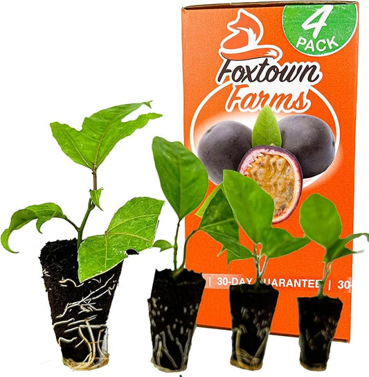 4-Pack of Fruiting Starter Plant Plugs by Foxtown Farms (Purple Possum Passionfruit (4-Pack))
