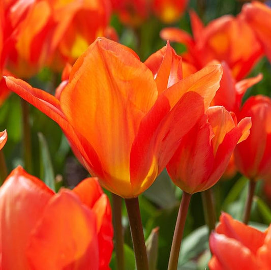 Mix Triumph Tulips 10 Bulbs for Fall Planting Colorful Flower Tulipa Darwin Hybrid Changing Colors Mixture Size 12+ 4 Varieties to Choose (Orange Emperor, 10, Mix Color)