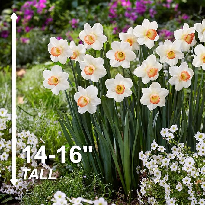 Garden State Bulb Narcissus Large Cupped Pink Charm Daffodil Flower Bulbs, 16/18cm, Fall Planting (Bag of 25)
