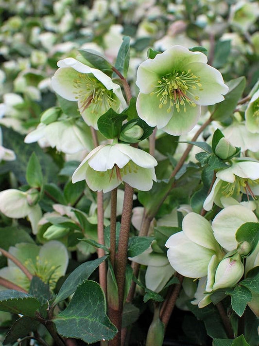 Perennial Farm Helleborus Frostkiss® Molly's White No. 1