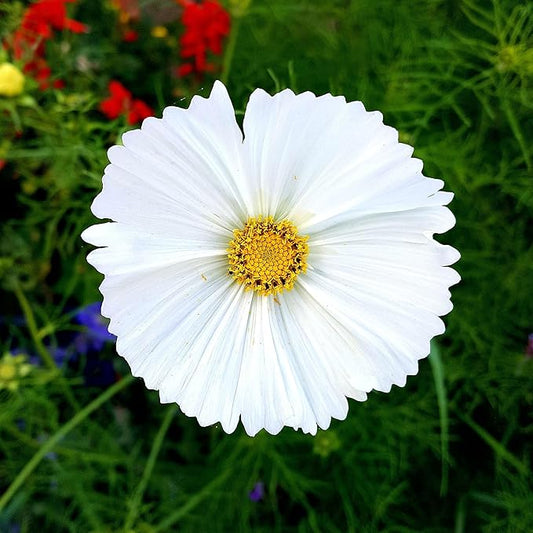Eden Brothers Cosmos Seeds - Cupcake White