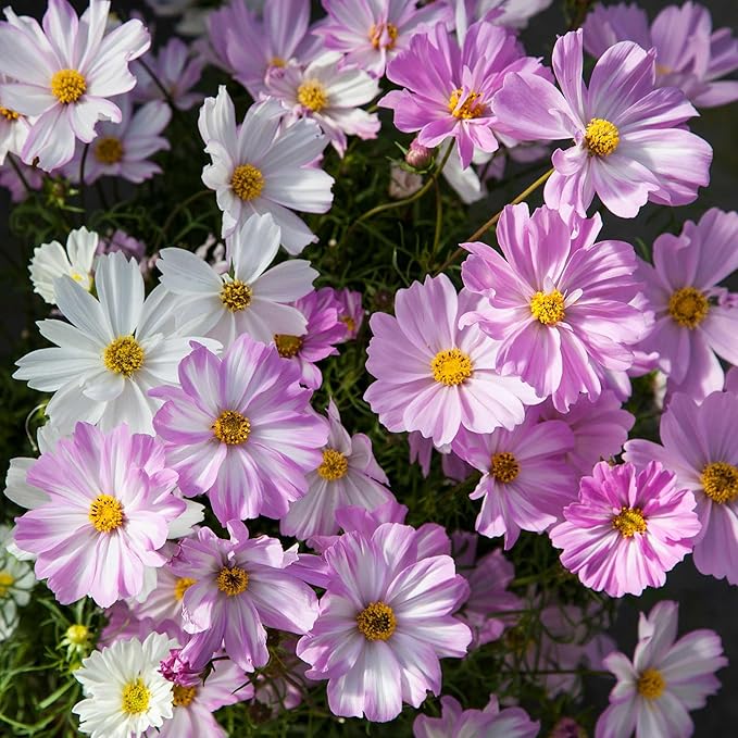 Eden Brothers Cosmos Seeds - Apollo Lovesong