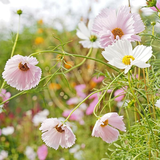 Eden Brothers Cosmos Seeds - Cupcake Blush