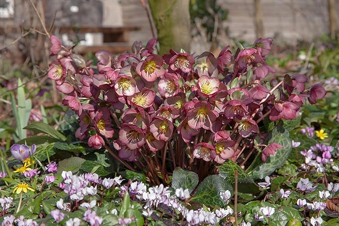 Perennial Farm Helleborus x Frostkiss® Elemental® No. 1