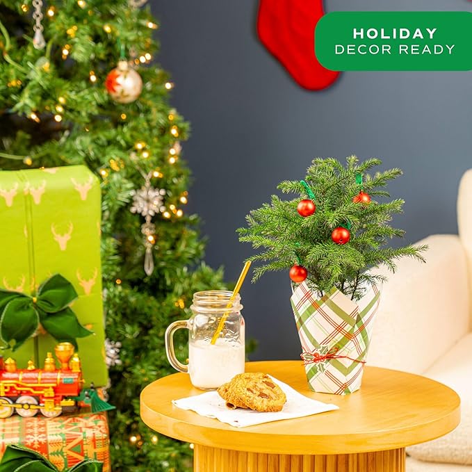 Costa Farms Norfolk Island Pine, Live Christmas Tree Plant in Gift Wrap Plant Pot, Small Indoor Houseplant Includes Ornaments, Home, Room, or Office Decor, Decoration, 10-14 Inches Tall