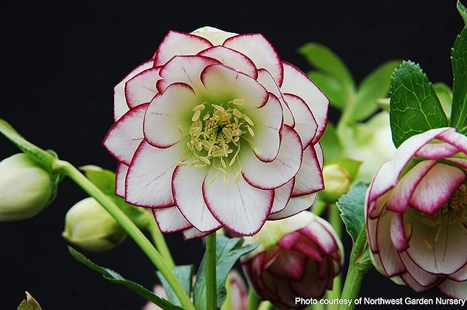 Perennial Farm Marketplace Helleborus W.J. 'Fire & Ice' Perennial, 1 Quart, Double White with Pinkish-Red Edges
