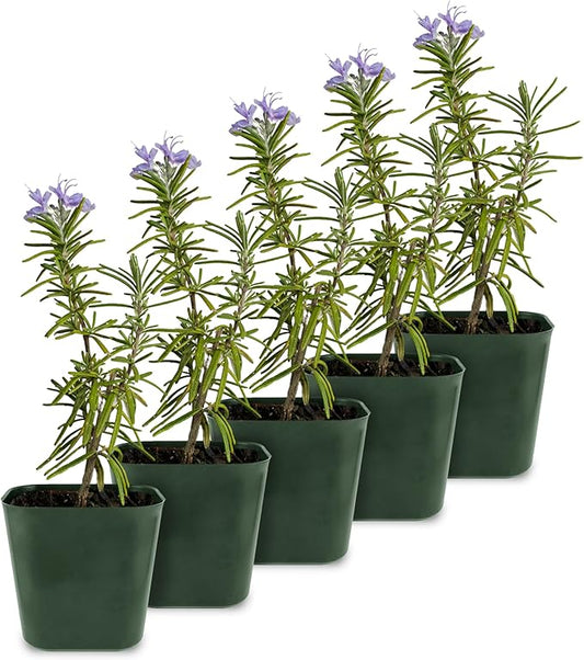 My Shelfie - Rosemary Plant Starter, Aromatic Rosemary Plants Live in 2-Inch Pot, Live Plants 2-3 Inch Tall, Blue-Purple Rosemary Herb Plants, Bee-Friendly, 5 Pieces, Green
