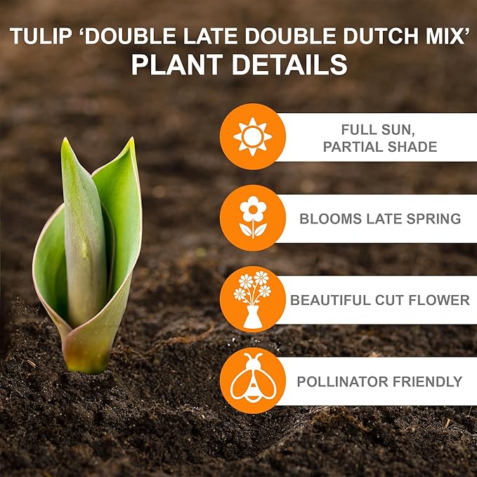 Garden State Bulb Double Late Double Dutch Mix Tulip Flower Bulbs, 12/+ cm, Fall Planting (Bag of 25)