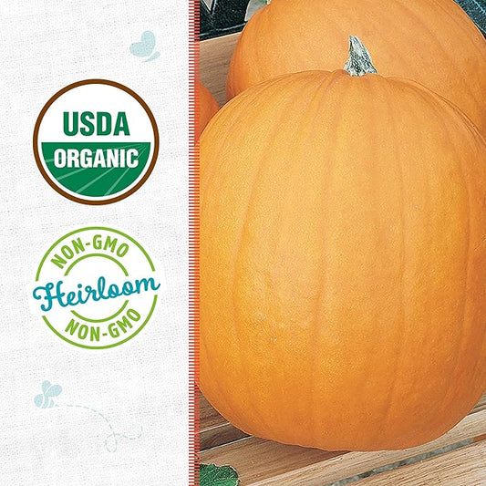 Back to The Roots 100% Organic Seed Packets - Pumpkin 'Jack O'Lantern' (Pack of 2)