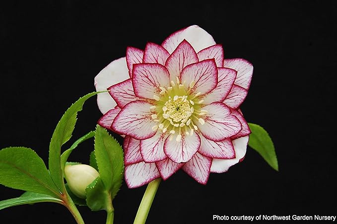 Perennial Farm Marketplace Helleborus W.J. 'Fire & Ice' Perennial, 1 Quart, Double White with Pinkish-Red Edges