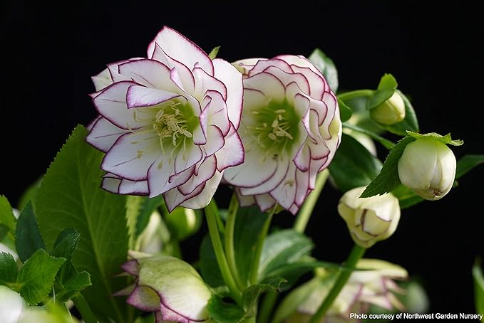 Perennial Farm Marketplace Helleborus W.J. 'Fire & Ice' Perennial, 1 Quart, Double White with Pinkish-Red Edges