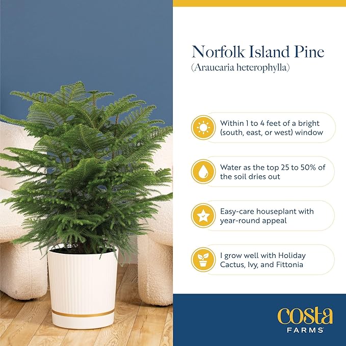 Costa Farms Live Christmas Tree, Small Norfolk Island Pine in Frosted Pine Trees Ceramic Plant Pot, Joy Holiday Decoration, Tabletop Christmas Gift, Holiday, Christmas Room Decor, 10-12 Inches Tall
