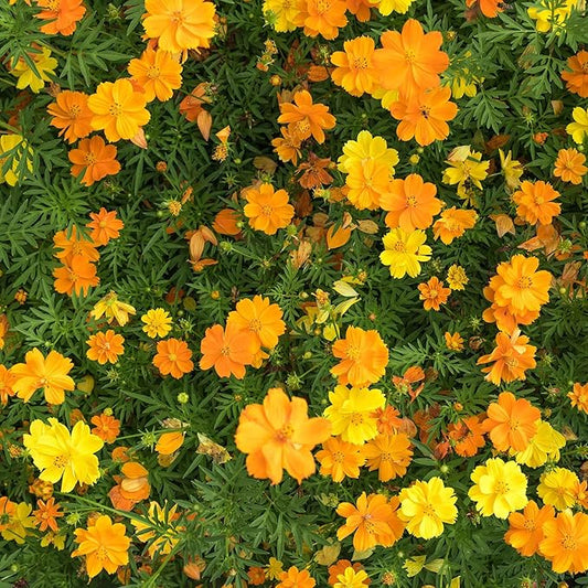 Eden Brothers Sulphur Cosmos Seeds - Sulphur Carpet Mix