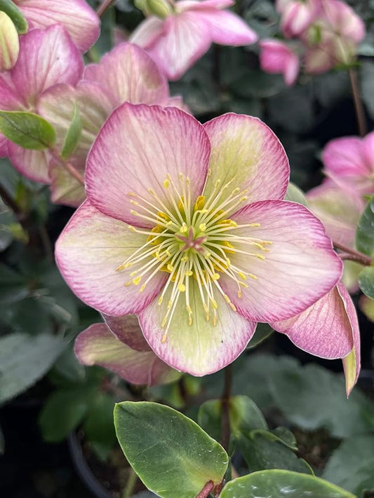 Perennial Farm Helleborus HGC® Ice N' Roses® Picotee No. 1