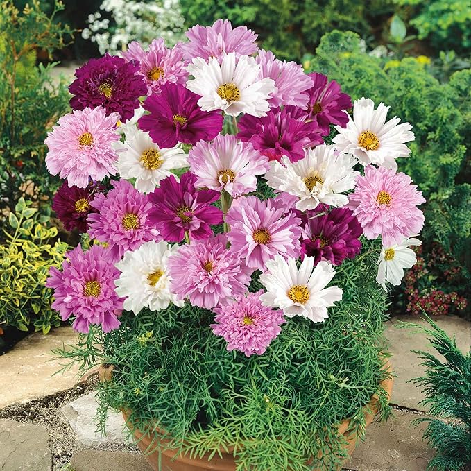 Eden Brothers Cosmos Seeds - Double Click Mixed