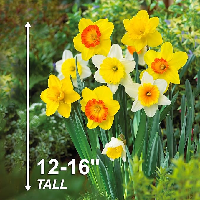 Garden State Bulb Naturalizing Mixed Daffodil Flower Bulbs, 12/14cm, Fall Planting (Bag of 100)