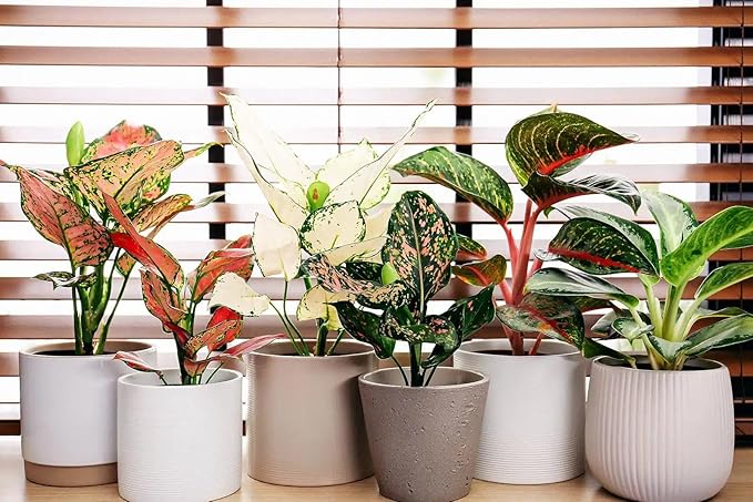 Gardenera Premium Aglaonema Plant Potting Mix - Crafted for Healthy Growth and Radiant Foliage - 1 Quart, MAIN-AGLAONEMA-1QT