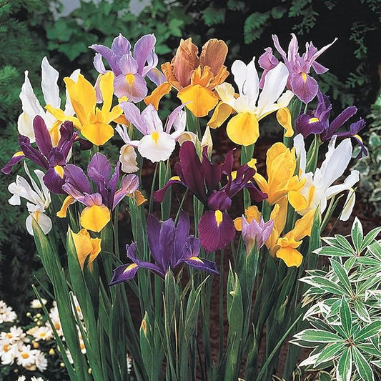 BRECK'S - Dutch Iris Spring Flowering Dormant Bulb Mixture - 25 Bulbs per Offer