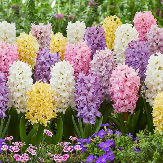 Garden State Bulb Pastel Mix Hyacinth Flower Bulbs, 15/16cm, Fall Planting (Bag of 50)