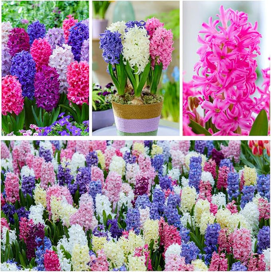 Dutch Bulbs Hyacinths Spring Dream Collection - 15 Bulbs Perennial Hardy - 3 Types/Colors Scented Flower Bulb Mix from The Netherlands for Garden, Pot and Glass (Large tubers - no Seeds)